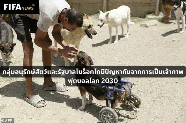 กลุ่มอนุรักษ์สัตว์และรัฐบาลโมร็อกโกมีปัญหากันจากการเป็นเจ้าภาพบอลโลก 2030